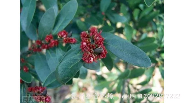 绿化养护-绿化养护中80种·常见的风景植物，你都认识吗？