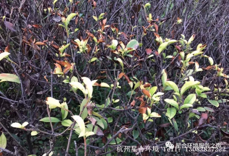 绿化养护