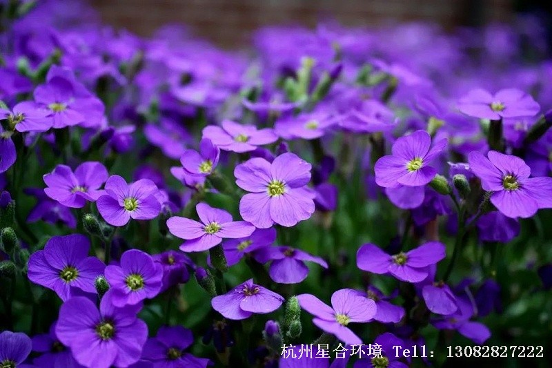 绿化施工