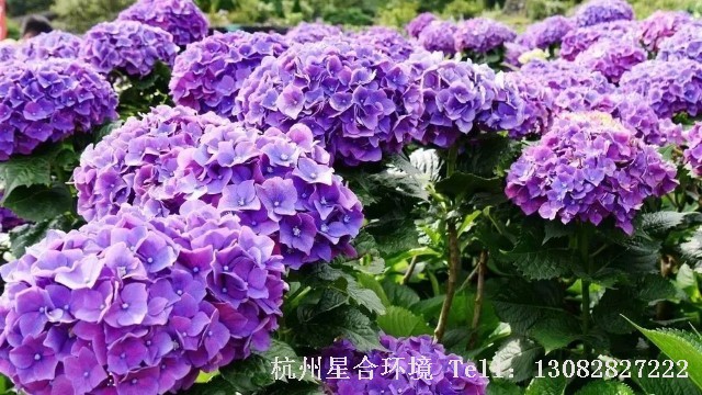 绿化施工