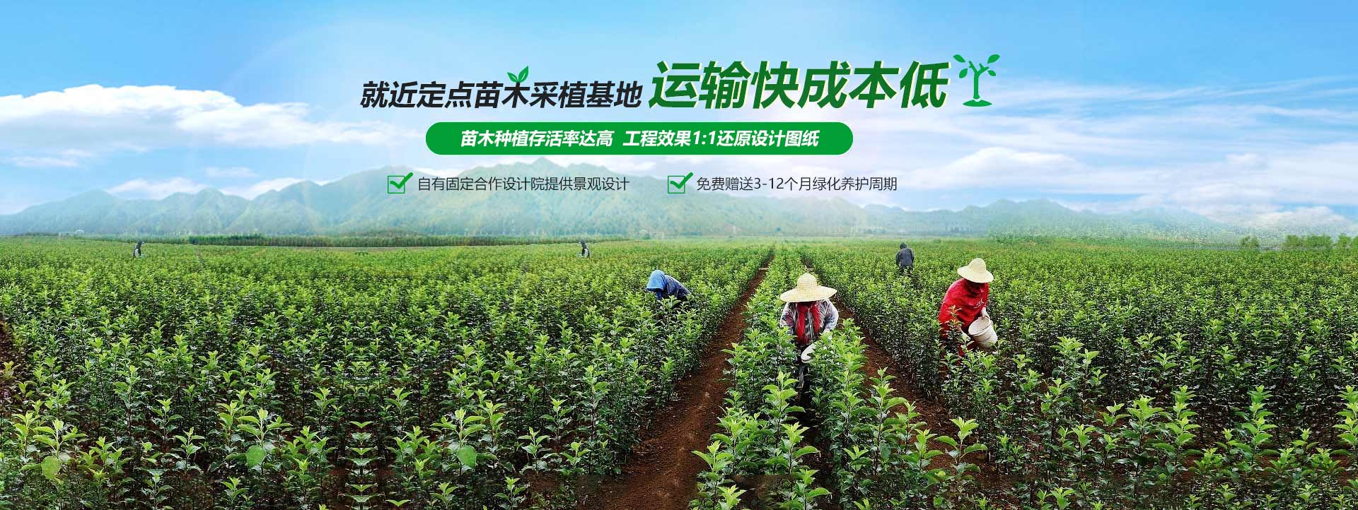 星合环境绿化工程就近定点苗木采植基地