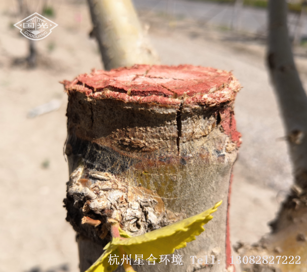 乔木修剪使用油漆涂刷伤口，无法起到保护和促进伤口愈合的作用