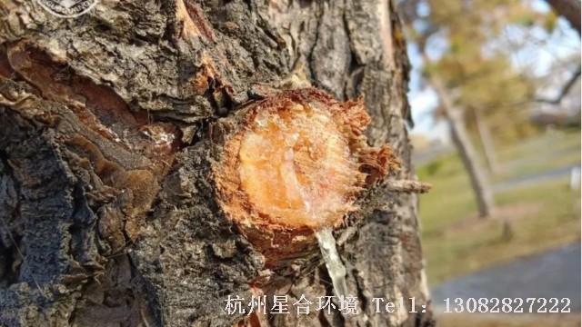 乔木修剪