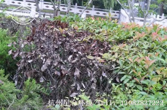 对于根系受损严重的，绿化养护配合使用促根调节剂（如根盼、植根源等）使用，恢复效果更佳。