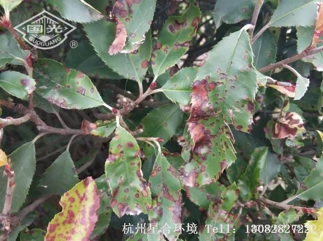 发病严重可结合绿化养护修剪施肥进行综合防治。