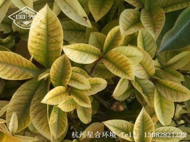 主要是缺铁性黄化症，绿化养护表现为上部叶片脉间失绿，因植物无法正常吸收到足量的铁元素导致
