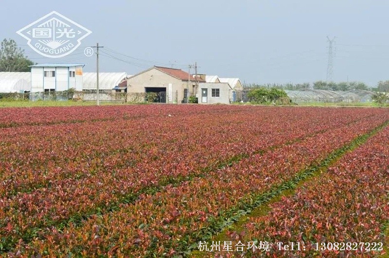 红叶石楠，广泛应用于园林绿化中，常作为色块绿篱、造型树、行道树来应用。绿化养护中其常见的病害有黄化症、白粉病、叶斑病、炭疽病、白纹羽病等。
