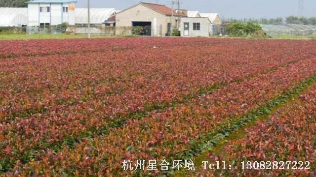 绿化养护