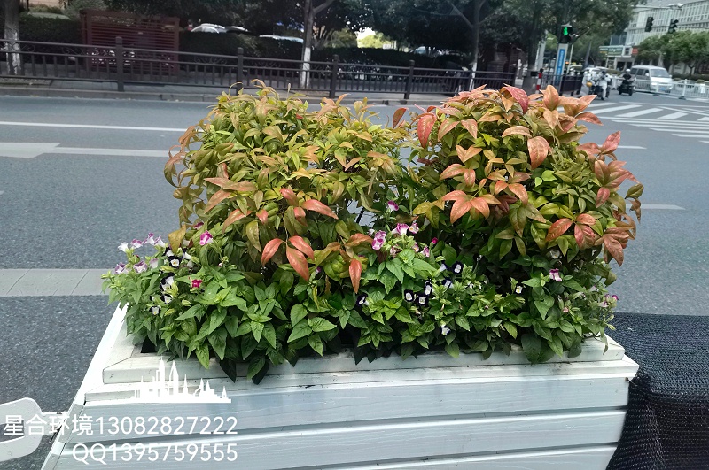 你知道适合花箱种植的植物有哪些吗