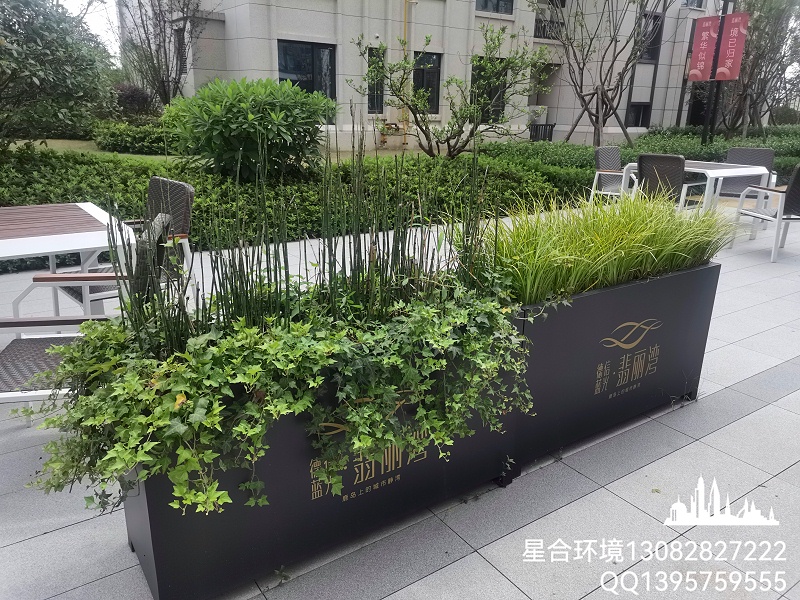 你知道适合花箱种植的植物有哪些吗