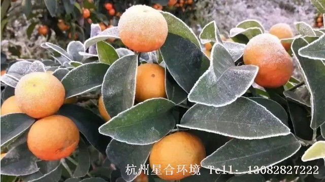 厂区养护