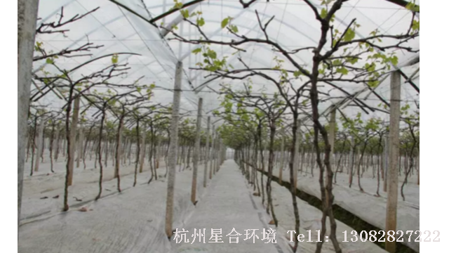 厂区养护