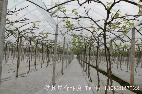 厂区养护