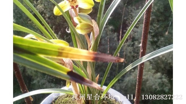 绿化养护
