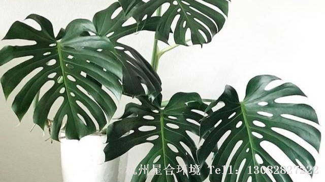 绿化养护