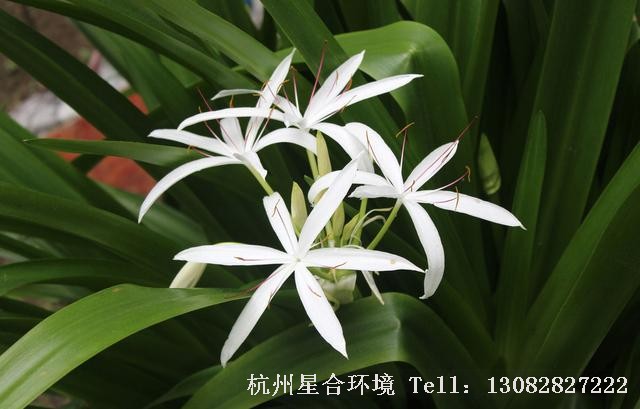 绿化养护花卉