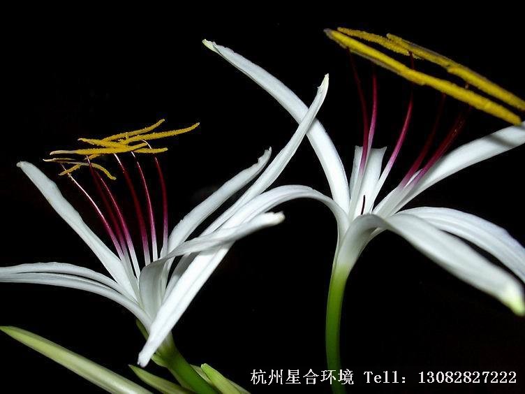 绿化养护特写