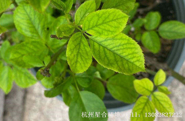绿化养护