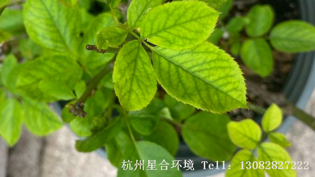 绿化养护