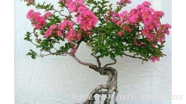 绿化养护