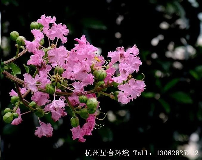 绿化养护