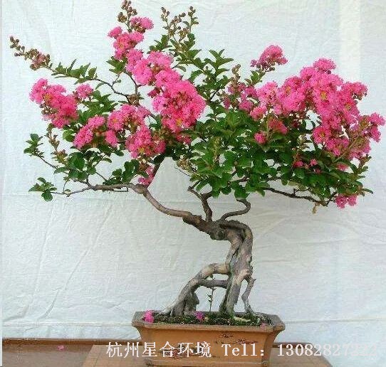 绿化养护