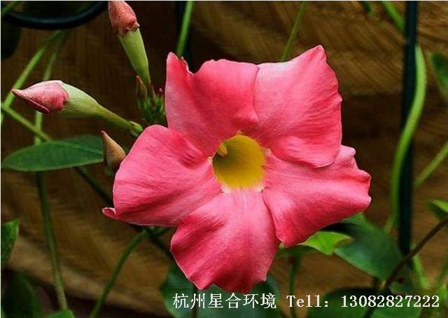 庭院养护