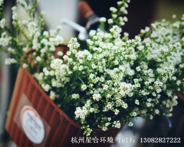 庭院养护