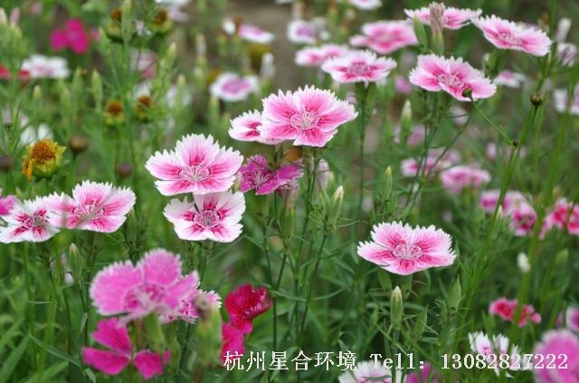 庭院养护