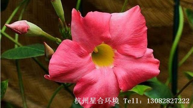 庭院养护