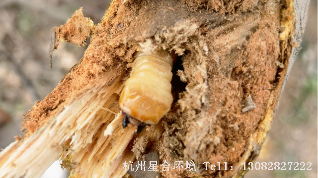 绿化养护