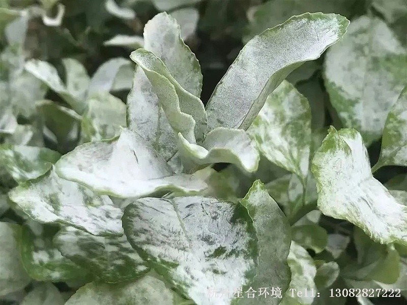 随着三月的到来，春风送暖，花木萌芽，气温回升，多种病害开始发生，园林绿化养护工作也即将进入到忙碌季节。今天就来说一说，园林病害中常见的白粉病。