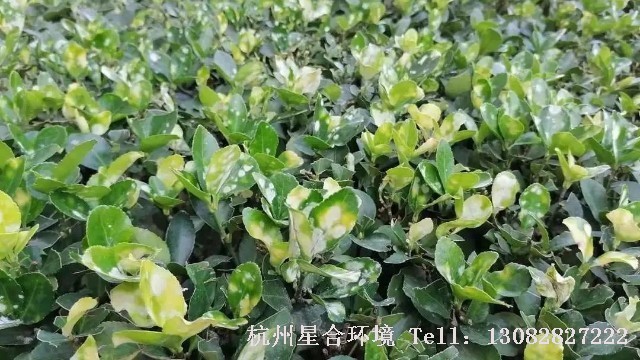 绿化养护