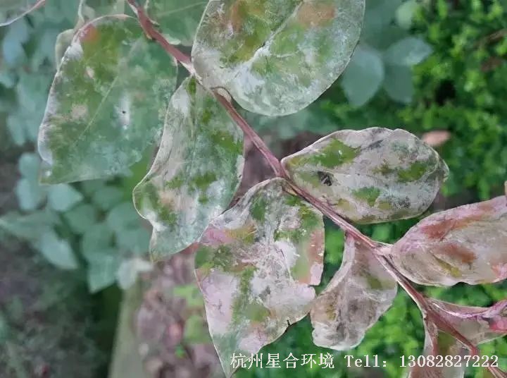 随着三月的到来，春风送暖，花木萌芽，气温回升，多种病害开始发生，园林绿化养护工作也即将进入到忙碌季节。今天就来说一说，园林病害中常见的白粉病。
