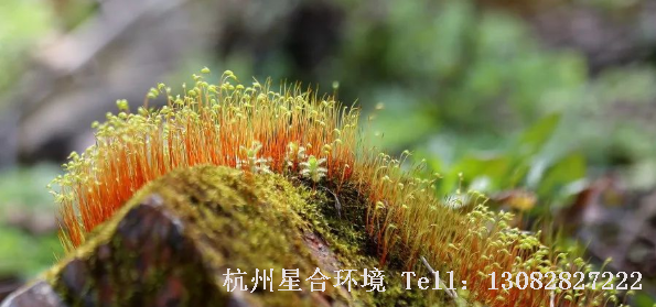在花园设计中，苔藓类植物常年生长在湿地、墙上、井中、屋瓦及水中等处。