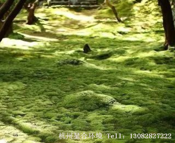 苔藓专园即大面积布置青苔，花园设计以其为主题的绿化场地。这些园子里，苔藓占据了很大的面积，随处可见，营造出“阶上苔痕绿，林深世俗远”的意境。