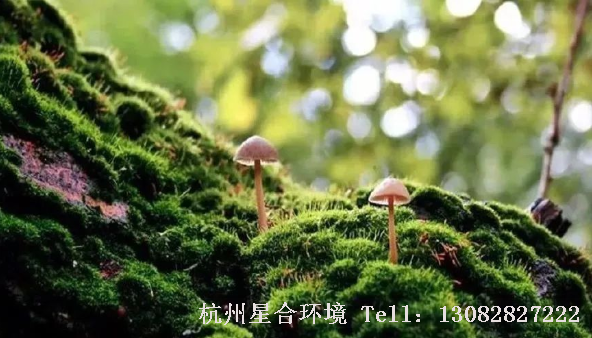 苔藓应用在花园设计中，利用它自身的古朴宁静感给小景增加生命力。花园设计中，日式枯山水风格小景应用较多。