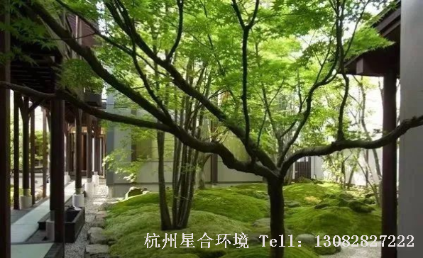 花园设计中，苔藓不适宜在阴暗处生长，它需要一定的散射光线或半阴环境，最主要的是喜欢潮湿环境，特别不耐干旱及干燥，需要随时补水。