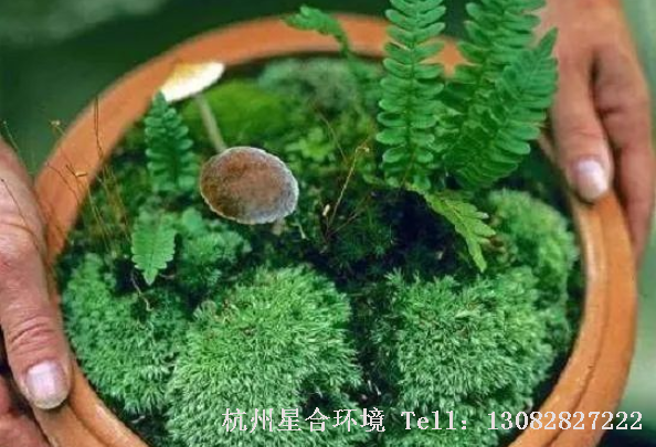 花园设计中，苔藓生长在叶片上，会影响植物光合作用，使叶子枯黄坏死。