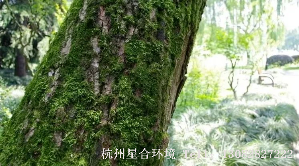 花园设计中，苔藓长势微弱或还未生长时，可以通风排湿，修剪植物，创造不利于苔藓生长的环境，增强植物长势。