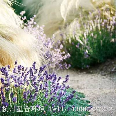 庭院施工-夏日之花