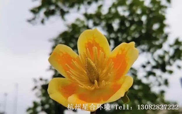 绿化工程