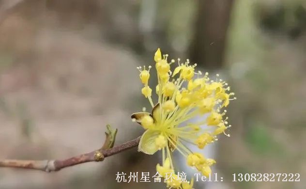 绿化工程