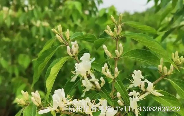 绿化工程