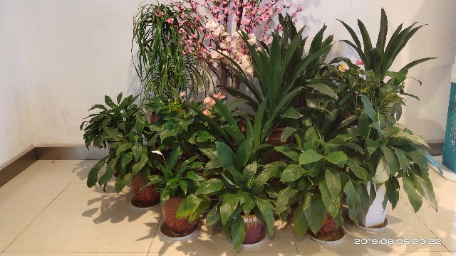 植物租摆-德信臻园小区植物租摆项目