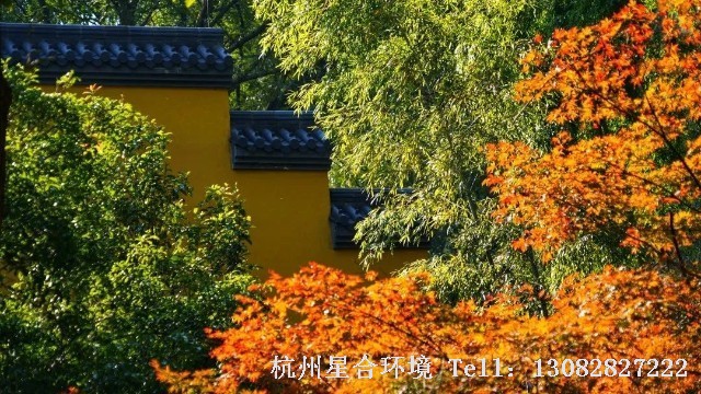 绿化养护