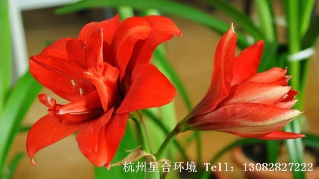 室内株摆