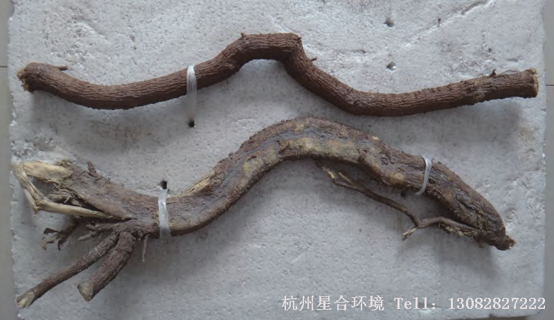 绿化工程