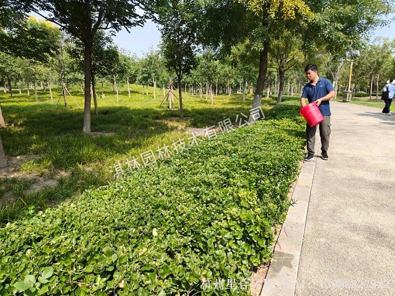 绿化养护