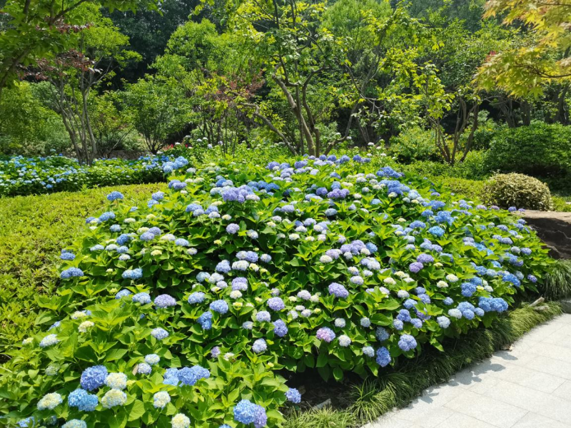 绿化养护项目中绣球花如何养护